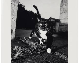 197 21st Century Photography School "El Gato," 2001 Photograph on paper Edition: 1/10 Signed indistinctly, titled, dated "2001," and numbered in pencil, verso; inscribed "BSG326.1," in pencil, presumably in another hand, verso Image: 17.75" H x 11.75" W; Sheet: 20" H x 16" W Estimate: $300 - $500
