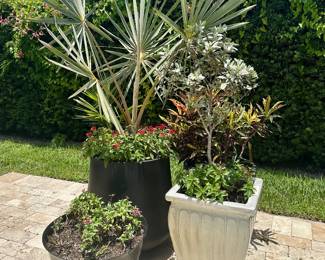 The black planter with palm is sold.