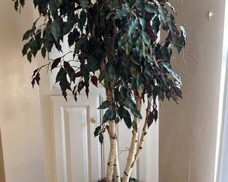 There are three ficus trees available