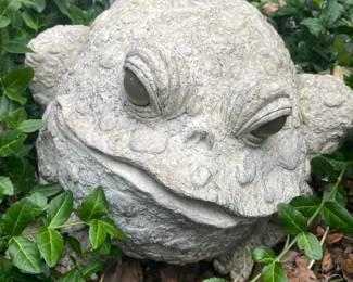 GIANT Garden Toad!