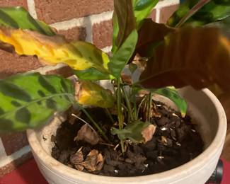 House Plants!