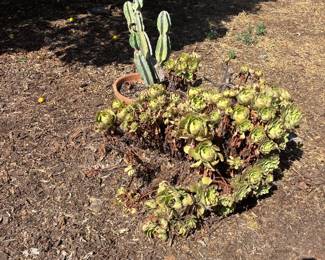 The plant