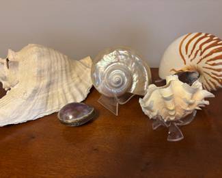 Shells