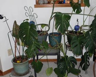 PLANTS