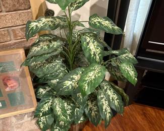 Plant next to TV in living room\