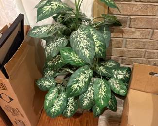 2nd plant in living room by fireplace