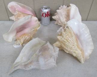 Large Seashells 
