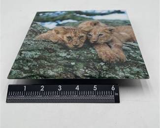 Lot 623: Restickable Adhesive Photo Wall Tile, Lion Cubs (photo 4)