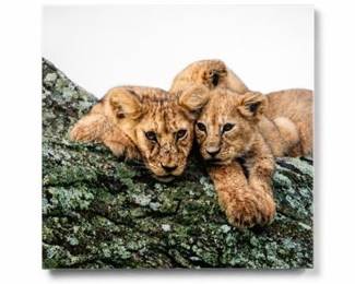 Lot 623: Restickable Adhesive Photo Wall Tile, Lion Cubs — current bid $5
