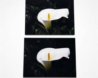 Lot 780: Pair of Calla Lily Photographic Prints, Larson-Juhl — current bid $5