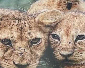 Lot 623: Restickable Adhesive Photo Wall Tile, Lion Cubs (photo 3)