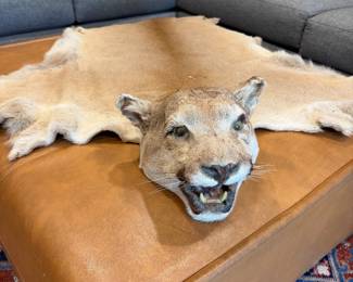 Mountain lion/cougar taxidermy rug