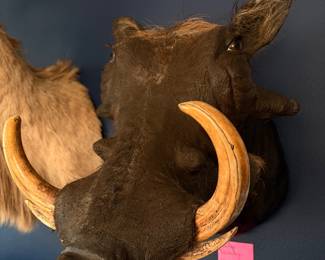 African warthog, excellent condition large tusks, eyes that follow you.