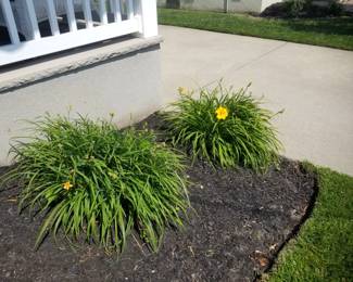 Day lilies