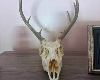 Skull