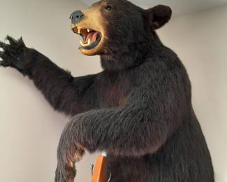 Real bear