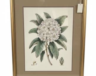 Rhododendron Botanical by Mary Vaux Walcott