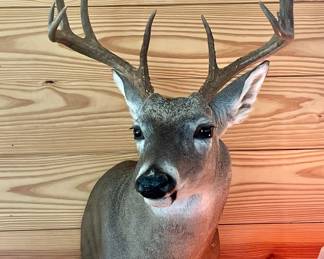 TAXIDERMY DEER