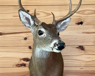 TAXIDERMY DEER