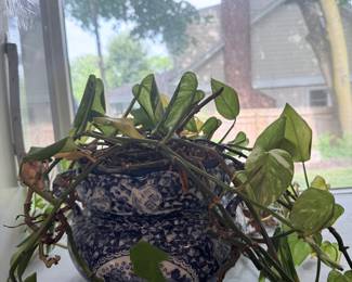 Blue and White Chinoiserie Planter with Pothos Plant