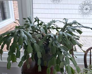Christmas Cactus (Schlumbergera bridgesii)