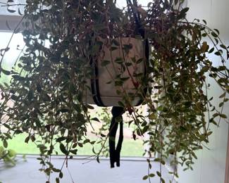 String of Hearts Plant (Ceropegia woodii)