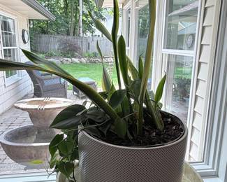 Sansevieria Trifasciata 'Laurentii' and Philodendron hederaceum 'Brasil' Potted Plant