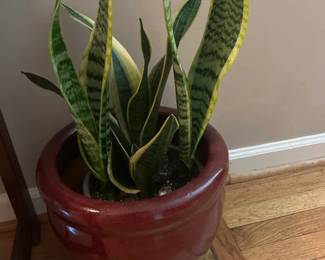 One of several live plants