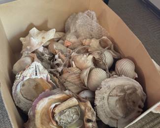 Shells