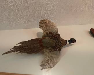 taxidermy pheasant in flight