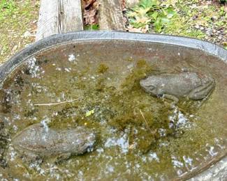451 carvedstonebirdbathwithfrogfigures