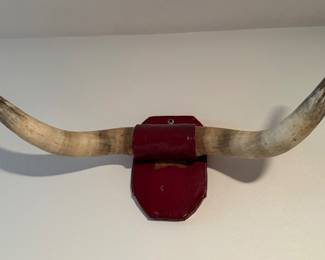 Mounted Bull Steer Horns