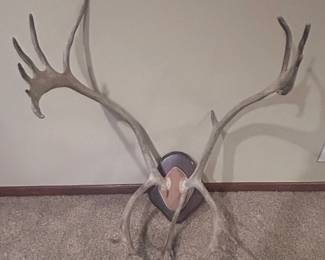 a Caribou Antlers Mounted