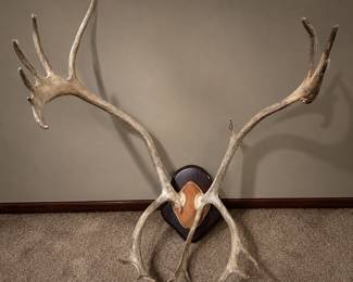  Caribou Antlers Mounted