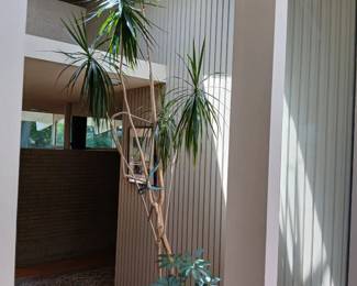 Very tall plant