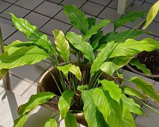 Beautiful plants