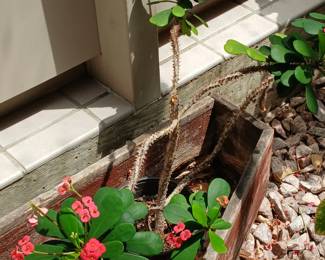 Beautiful plant