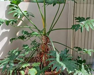 Very large plant