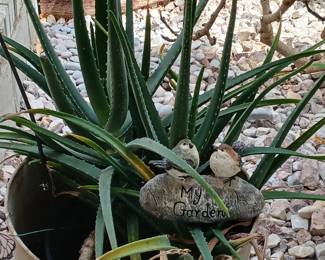 Beautiful plant