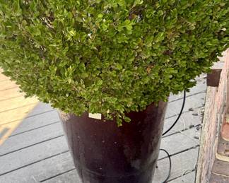 MULTIPLE BOXWOOD TALL POTS.