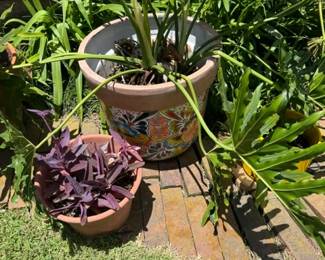 PLANTS priced to go
