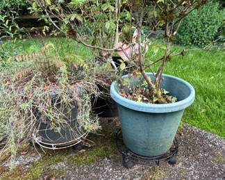 Assorted Potted Plants and Planters