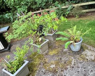 Assorted Potted Plants and Planters