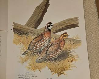 Bobwhite by Richard Eckleberry