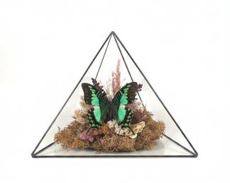 Taxidermied Urania Leilus Butterfly in Geometric Glass Display