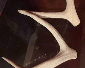 Deer Antlers