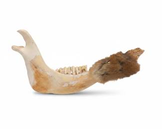 Canine Jawbone with Fur