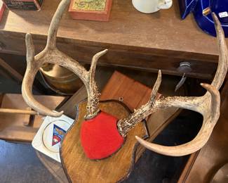 antlers