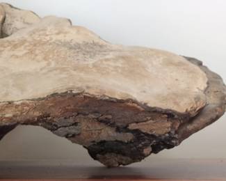 Artist Conk Ganoderma applanatum Specimen second image