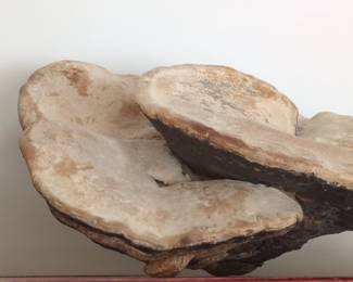 Artist Conk Ganoderma applanatum Specimen third image